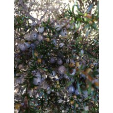 Coprosma rugosa Coprosma rugosa